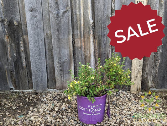 Lemon Meringue Potentilla