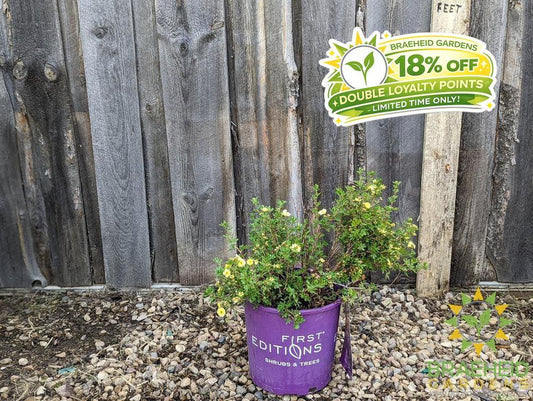 Lemon Meringue Potentilla