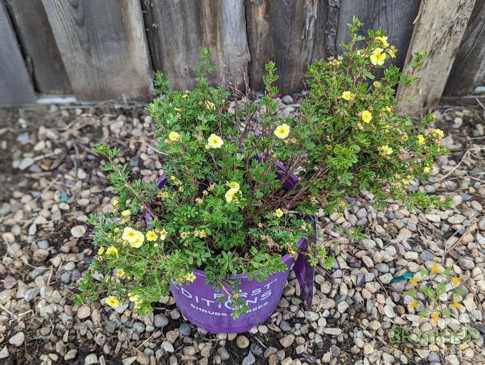 Lemon Meringue Potentilla