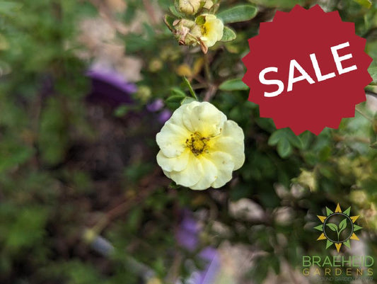 Lemon Meringue Potentilla