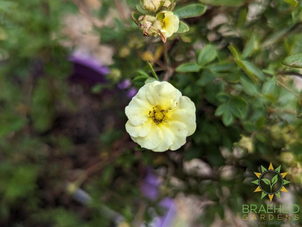 Lemon Meringue Potentilla