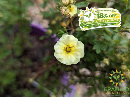 Lemon Meringue Potentilla