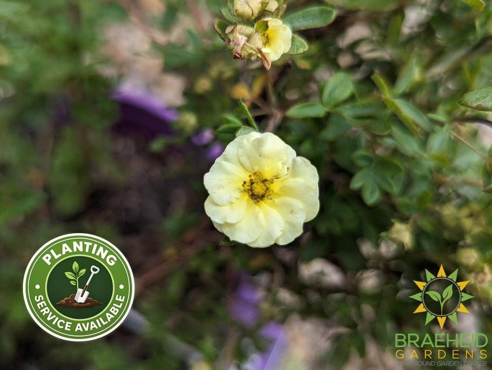 Lemon Meringue Potentilla