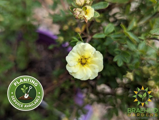 Lemon Meringue Potentilla