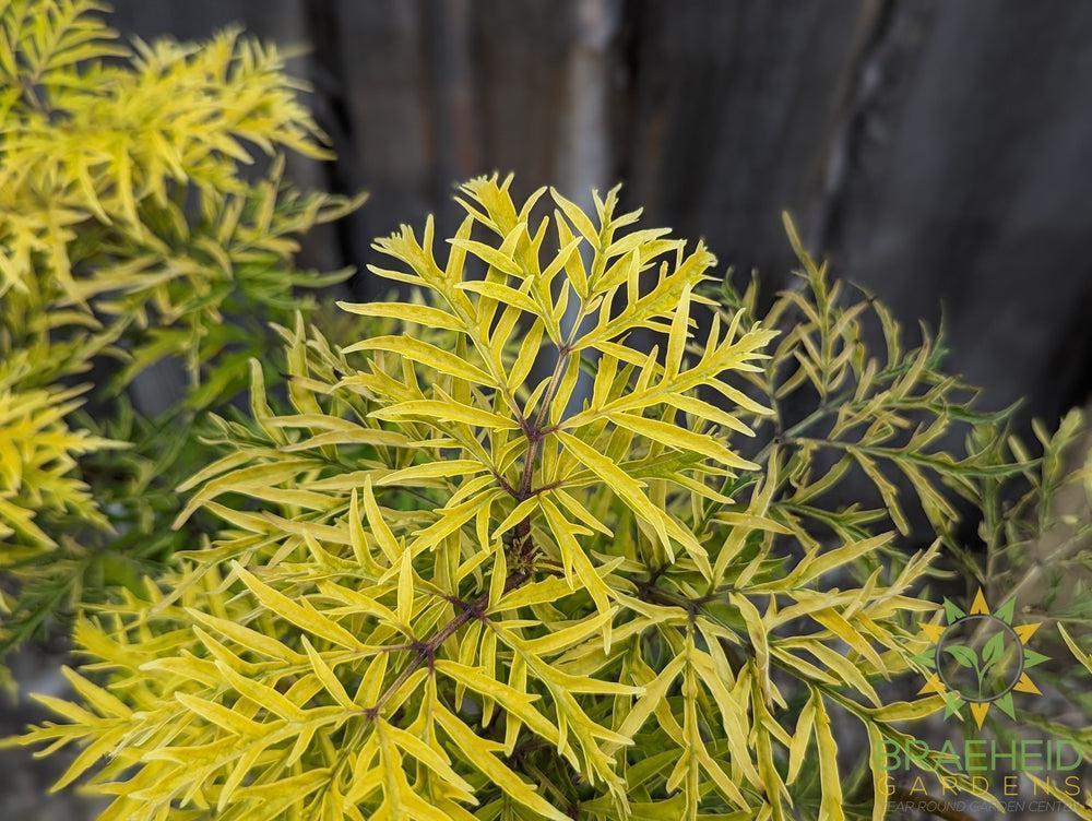 Lemony Lace® Elder