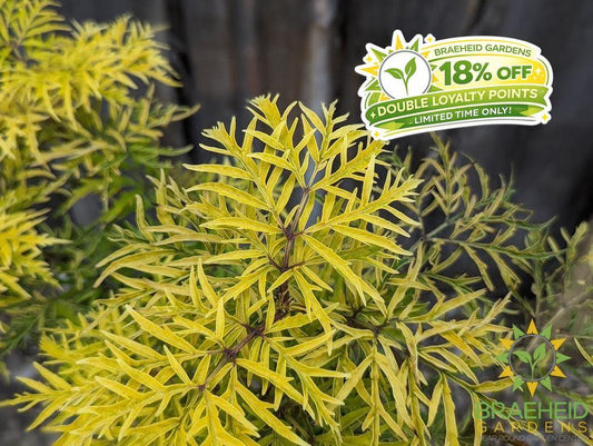 Lemony Lace® Elder