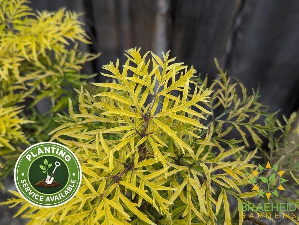 Lemony Lace® Elder