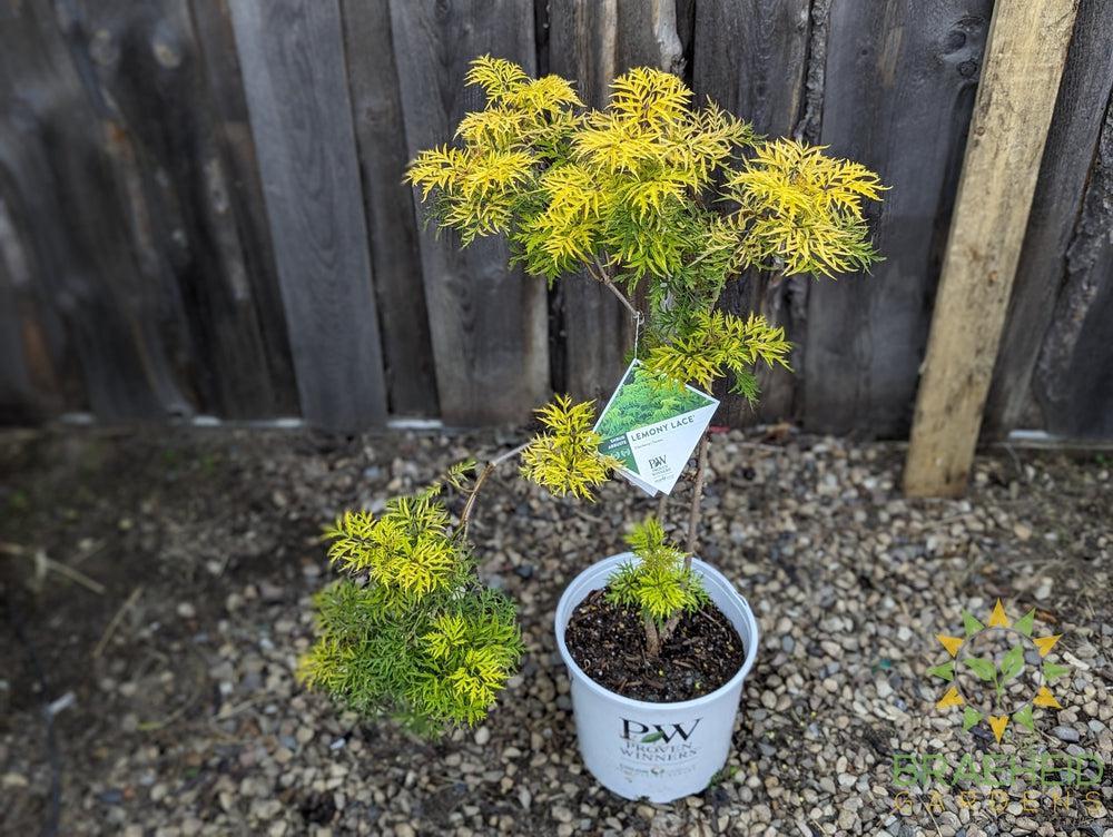 Lemony Lace® Elder