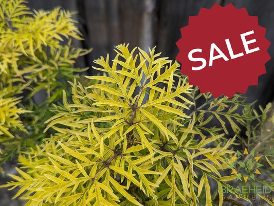 Lemony Lace® Elder