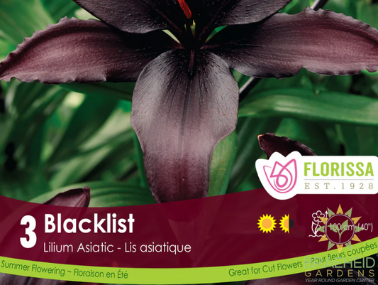 Lily Asiatic Blacklist