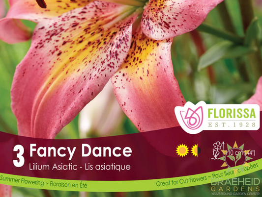 Lily Asiatic Fancy Dance