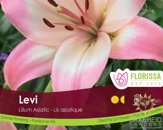 Lily Asiatic Levi