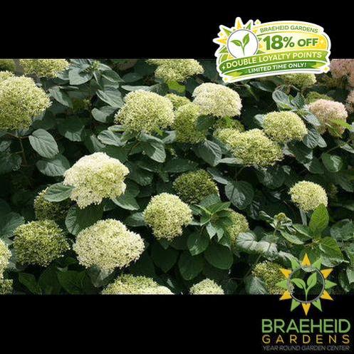 Lime Rickey® Hydrangea
