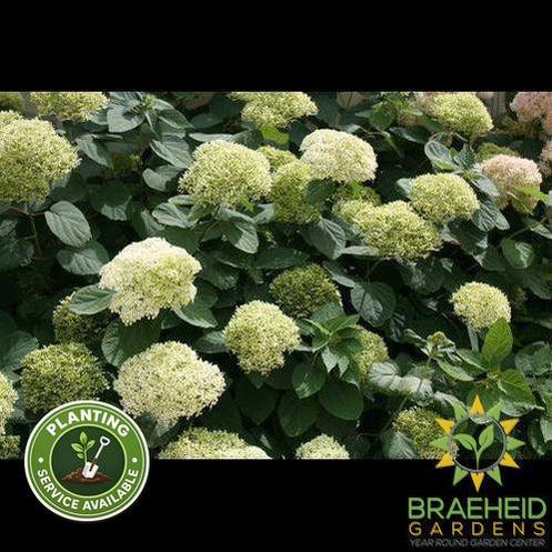 Lime Rickey® Hydrangea