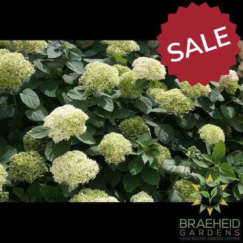 Lime Rickey® Hydrangea