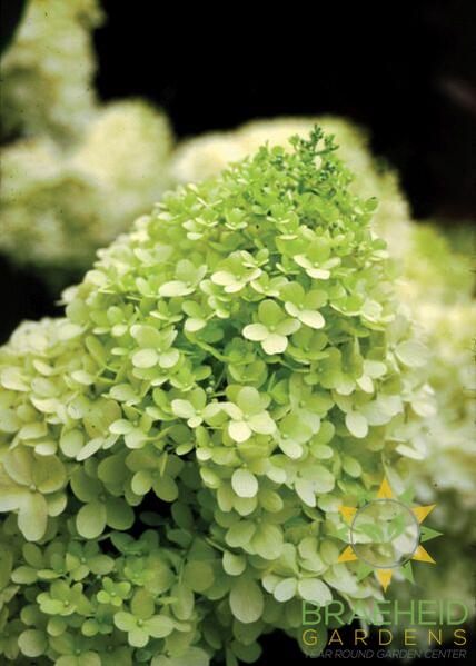 Limelight Hydrangea