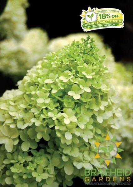 Limelight Hydrangea