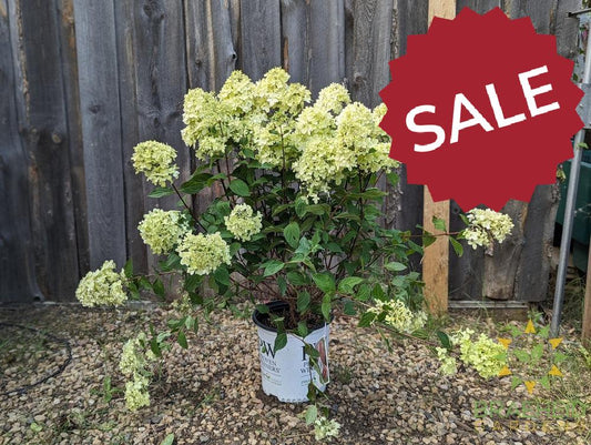 Limelight Prime Hydrangea