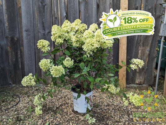 Limelight Prime Hydrangea