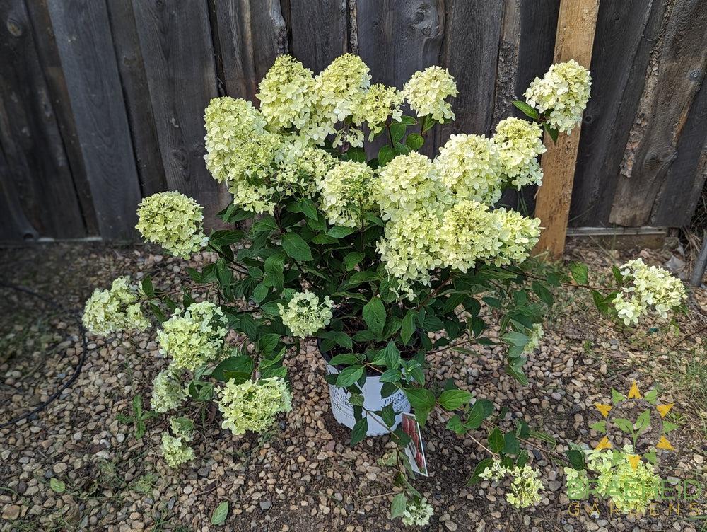 Limelight Prime Hydrangea
