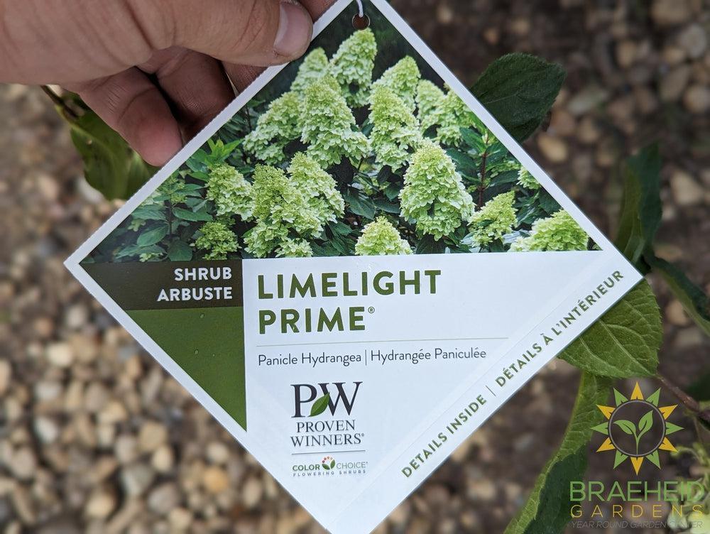 Limelight Prime Hydrangea