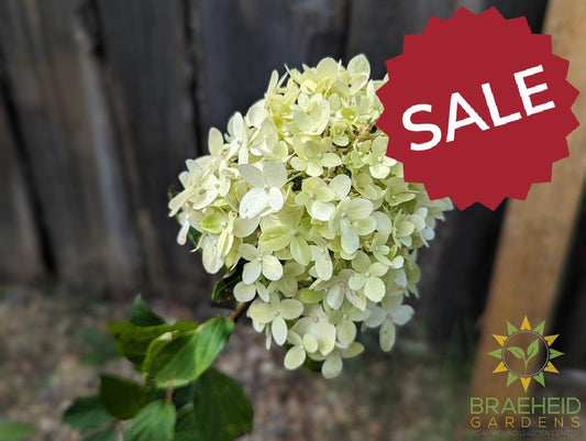 Limelight Prime Hydrangea