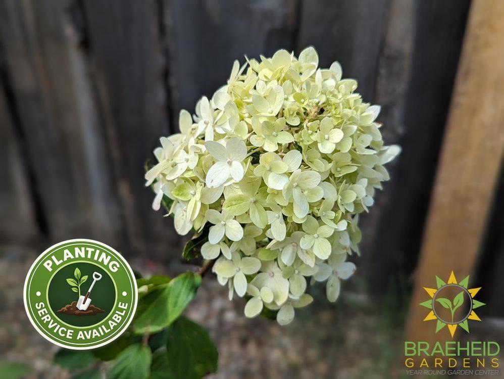Limelight Prime Hydrangea