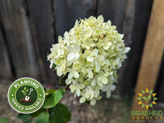 Limelight Prime Hydrangea