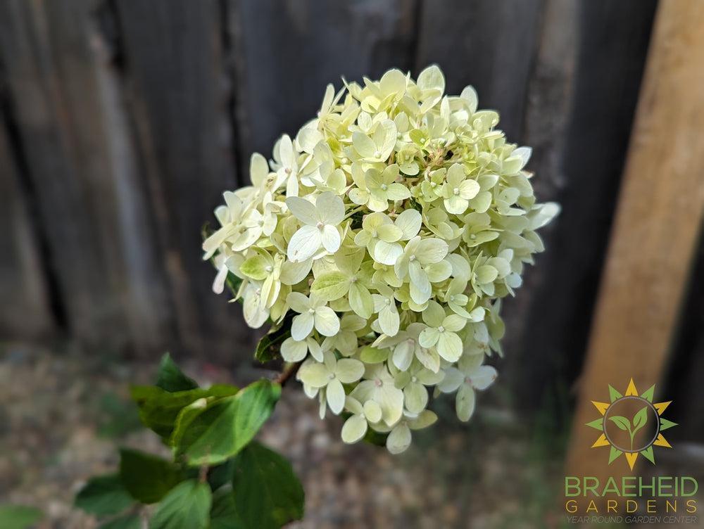 Limelight Prime Hydrangea