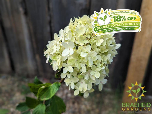 Limelight Prime Hydrangea