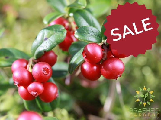 Buy Lingonberry an Edible Shrub in Grande Prairie Alberta - Braeheid Gardens Ltd.