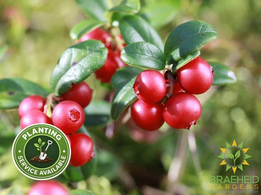 Buy Lingonberry an Edible Shrub in Grande Prairie Alberta - Braeheid Gardens Ltd.