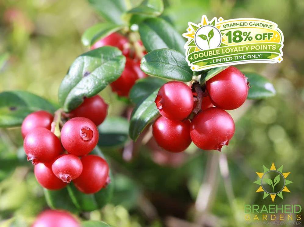 Buy Lingonberry an Edible Shrub in Grande Prairie Alberta - Braeheid Gardens Ltd.