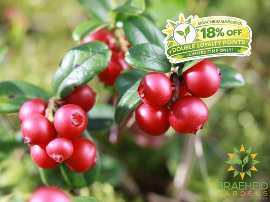 Buy Lingonberry an Edible Shrub in Grande Prairie Alberta - Braeheid Gardens Ltd.