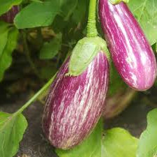 Listada Di Gandia Eggplant