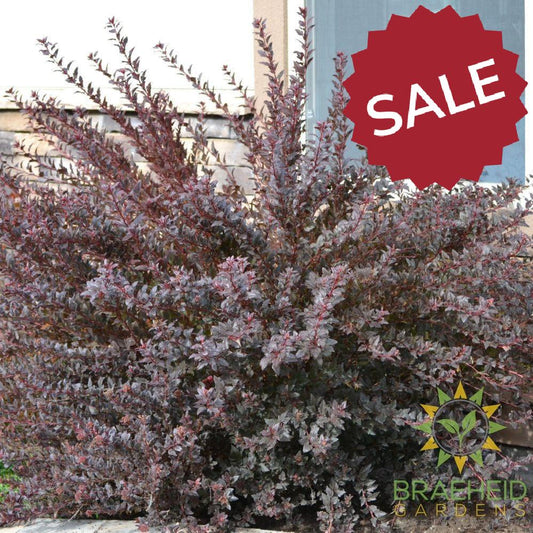 Little Devil™ Ninebark