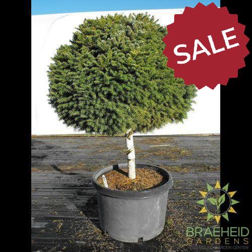 Little Gem Spruce Tree