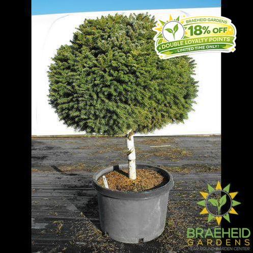 Little Gem Spruce Tree
