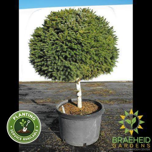 Little Gem Spruce Tree