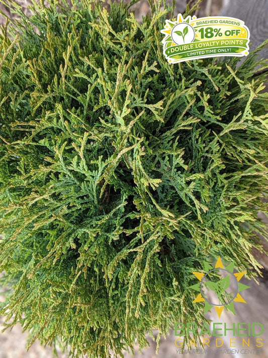 Little Giant Globe Cedar