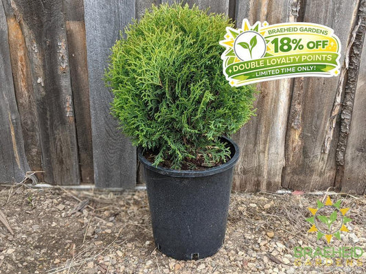 Little Giant Globe Cedar