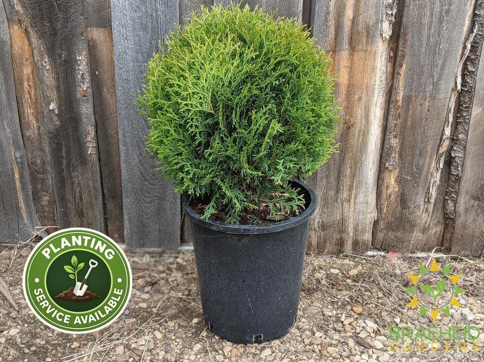 Little Giant Globe Cedar
