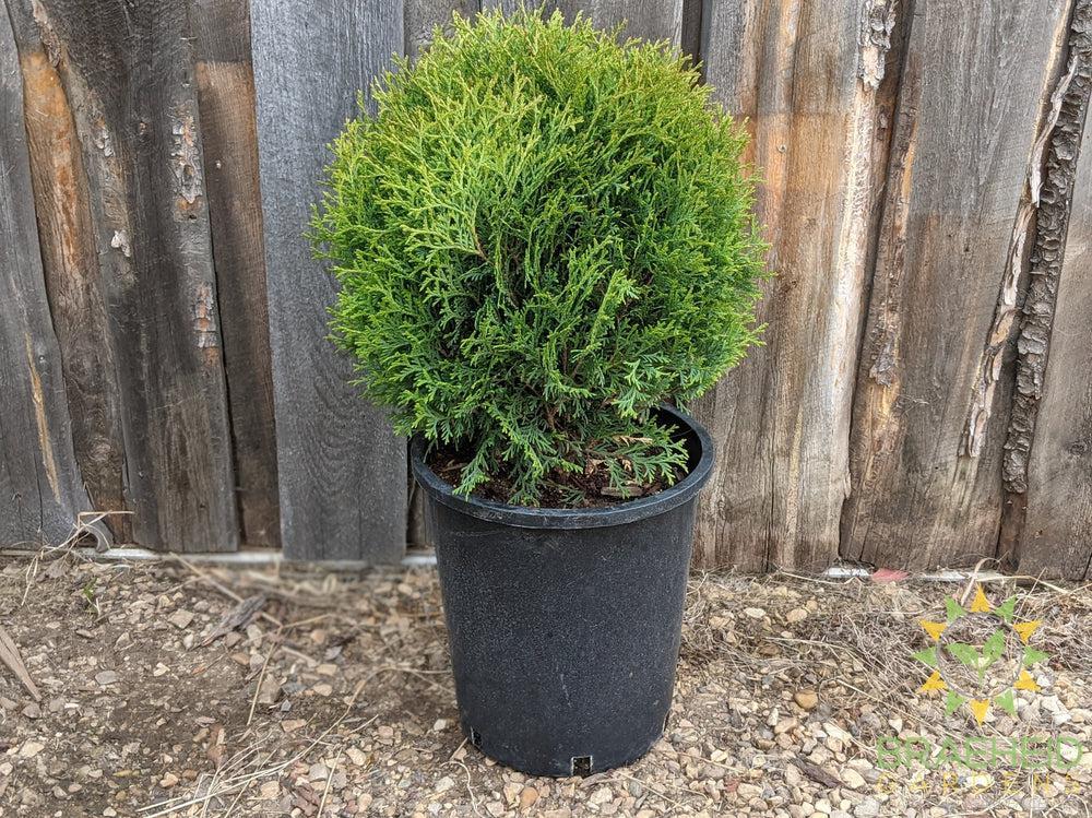 Little Giant Globe Cedar