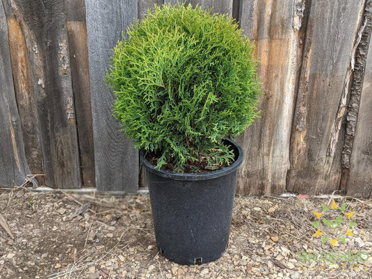 Little Giant Globe Cedar