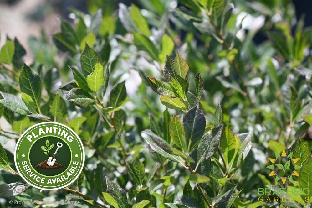 Little Goblin Guy Winterberry Holly