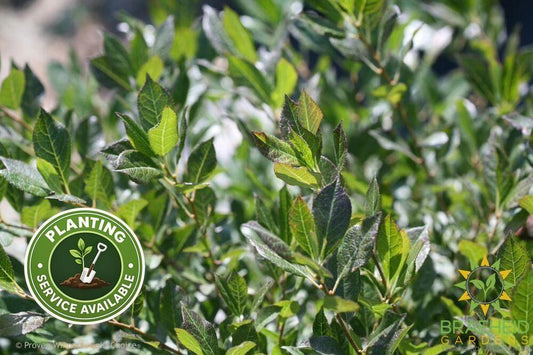 Little Goblin Guy Winterberry Holly