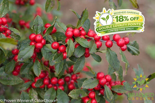 Little Goblin Red Winterberry Holly
