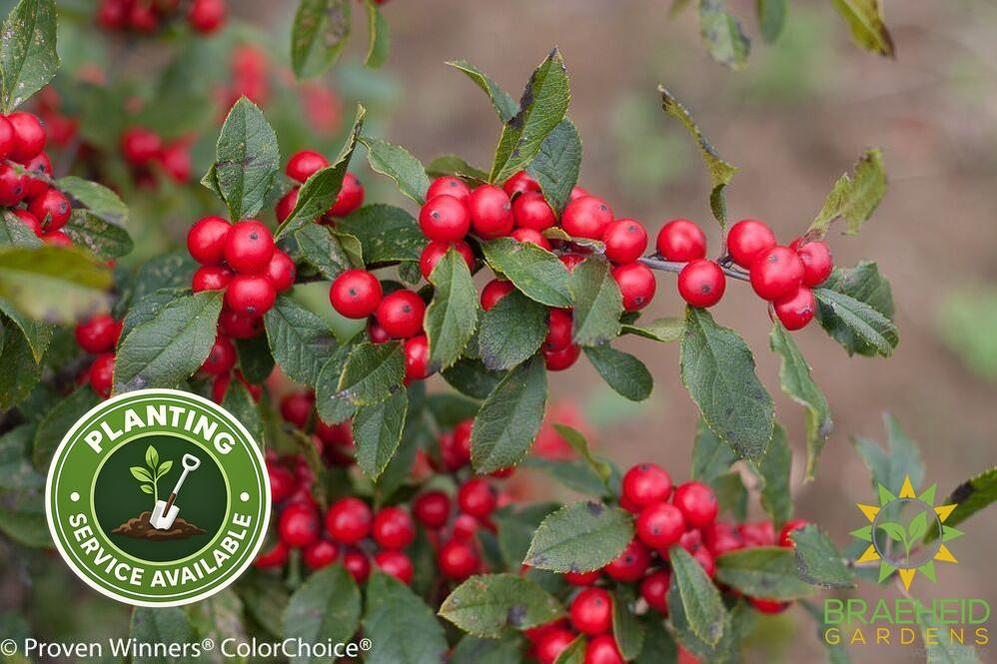 Little Goblin Red Winterberry Holly