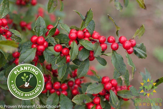 Little Goblin Red Winterberry Holly