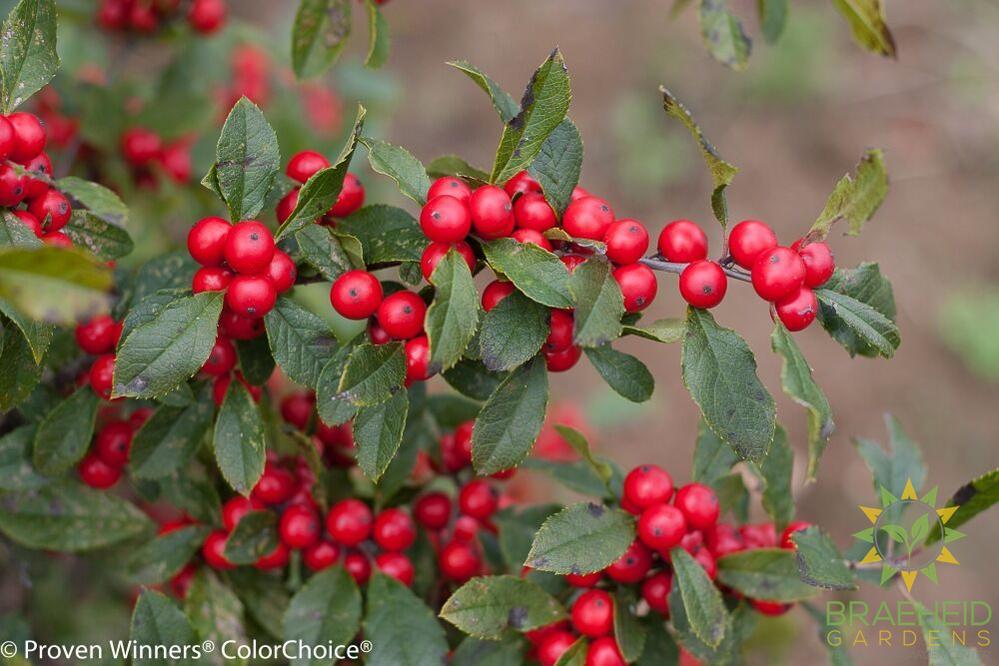 Little Goblin Red Winterberry Holly